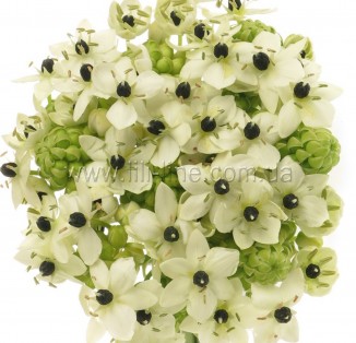 Ornithogalum Arabicum