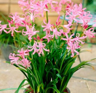 Nerine Blanca Favourite