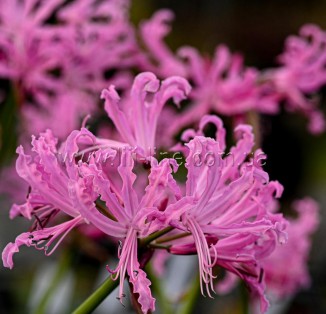 Nerine bowdenii Favourite