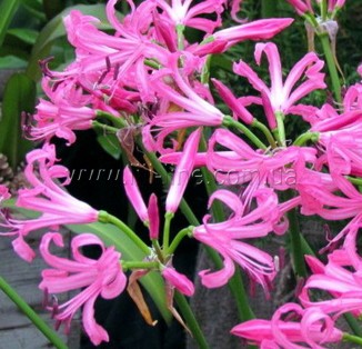 Nerine Bowdenii