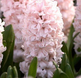 China Pink