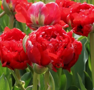 Bombastic Red