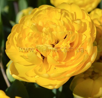 Yellow Pomponette