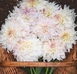 decorative  Dinnerplate Shiloh Noelle