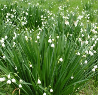Leucojum aestivum