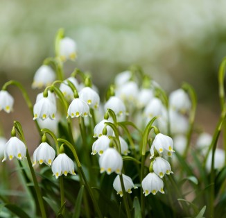 Leucojum aestivum