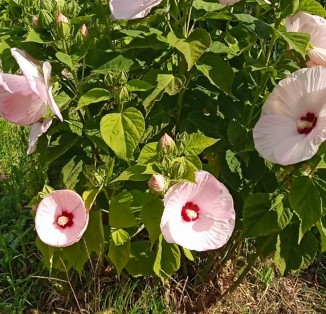 Гібіскус трав'янистий Nippon Blush