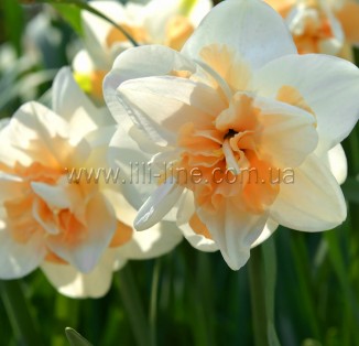 Flower Parade