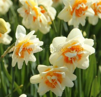 Flower Parade