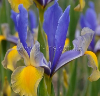 Iris Hollandica Miss Saigon