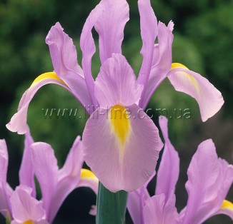 Iris Hollandica Rosario