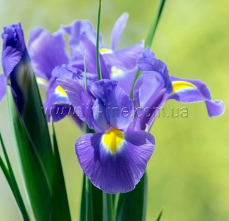 Iris hollandica Sapphire Beuty