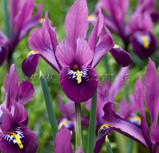 Iris reticulata Rejoce