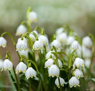 Leucojum aestivum (білоцвіт літній)