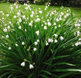 Leucojum aestivum