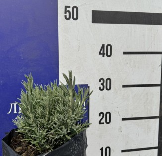 Лаванда вузьколиста Hidcot Blue С5