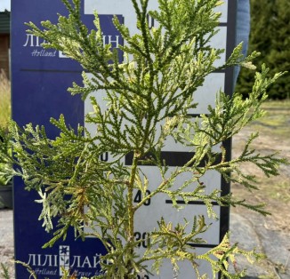 Туєвик японський "Variegata"