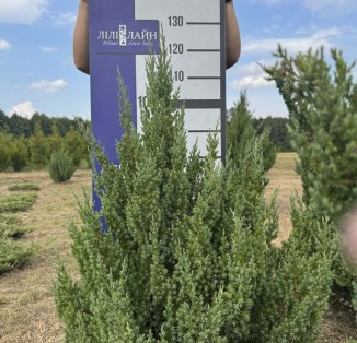 Ялівець китайський "Stricta"