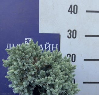 Ялівець лускатий Блю Стар