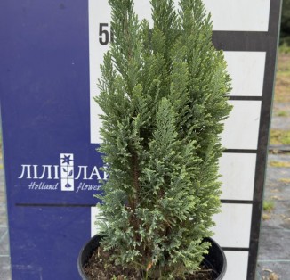 Кипарисовик Лавсона Ellwoodii