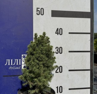 Ялина канадська Conica December