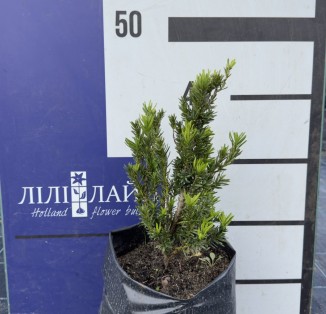 Тис в асортименті