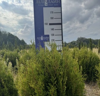 Туя складчаста "Kornik"