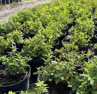 Спірея японська Генпей С2