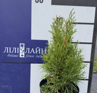 .Туя західна Смарагд С2, С5