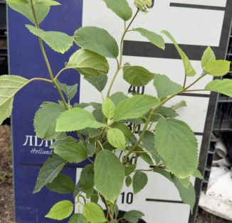 Гортензія деревовидна "Candybelle Bubblegum'