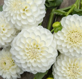 ball Boom Boom White