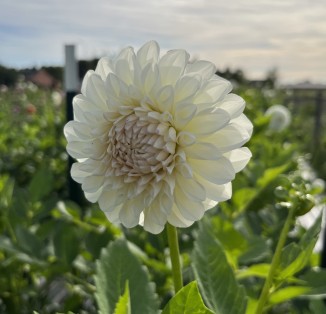 ball Boom Boom White