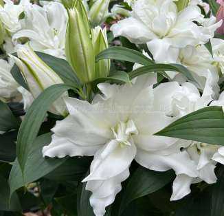 Double Dutch Crystal