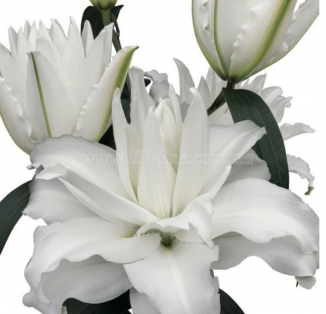 Double Dutch Crystal