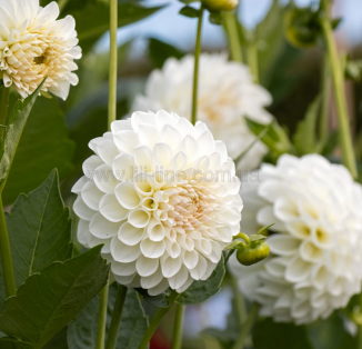 ball Boom Boom White