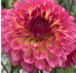 decorative Armateras