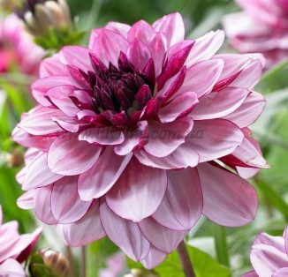 decorative Creme de Cassis