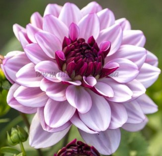 decorative Creme de Cassis