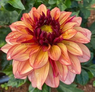 decorative Creme de Cognac