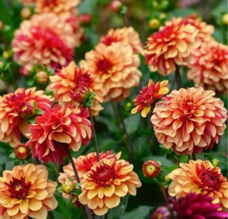 decorative Creme de Cognac