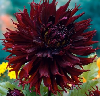 cactus Dinnerplate Kenora Macop