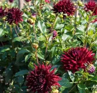 cactus Dinnerplate Kenora Macop