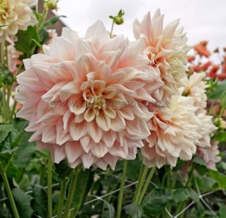 decorative Dinnerplate Break Out