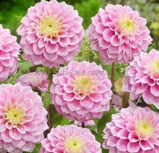 decorative Sweet Love