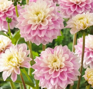 decorative Sweet Love