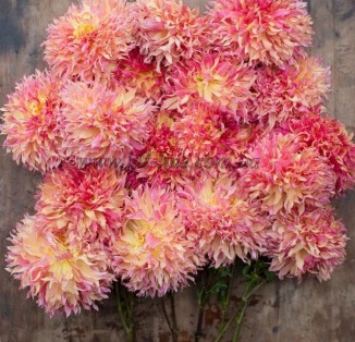 cactus Dinnerplate Myrtle's Folly