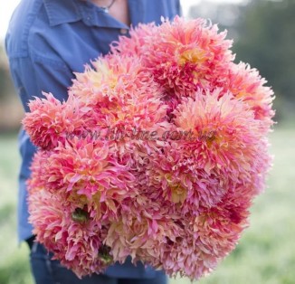 cactus Dinnerplate Myrtle's Folly