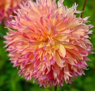 cactus Dinnerplate Myrtle's Folly