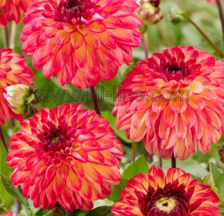 decorative Ding a Dong