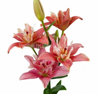 .Twinflame Blossom Finishline